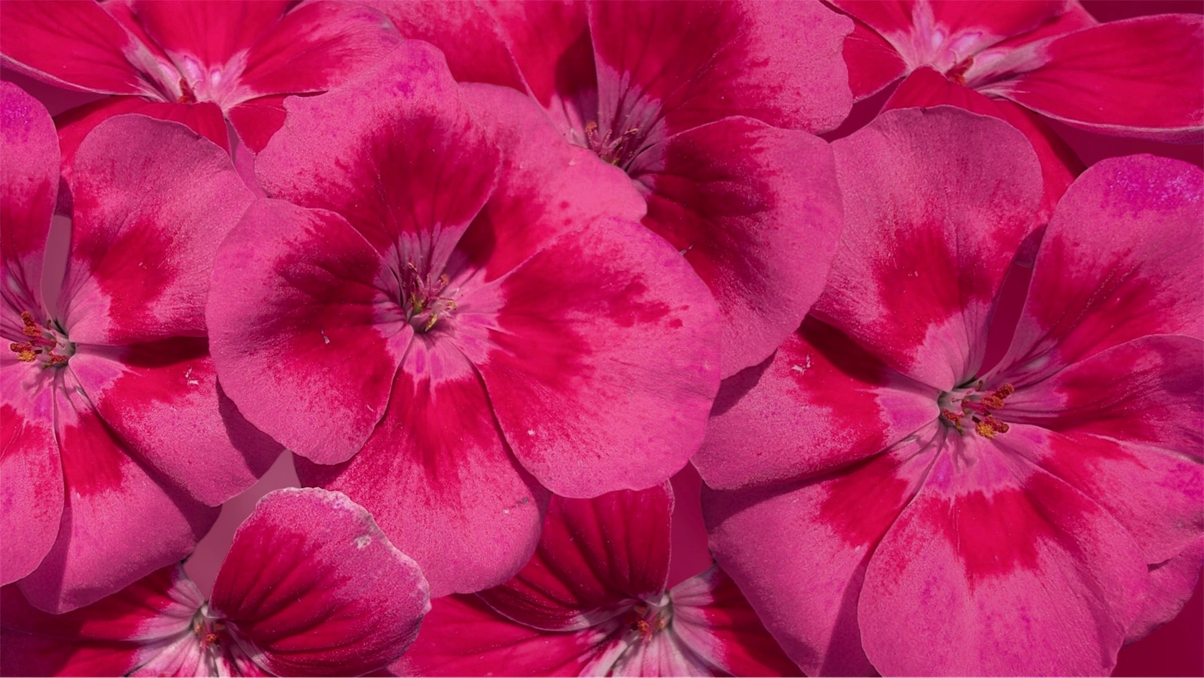 Muliple hot pink/ magenta geranium flowers